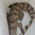 大量批发零售活体商品鳄鱼
