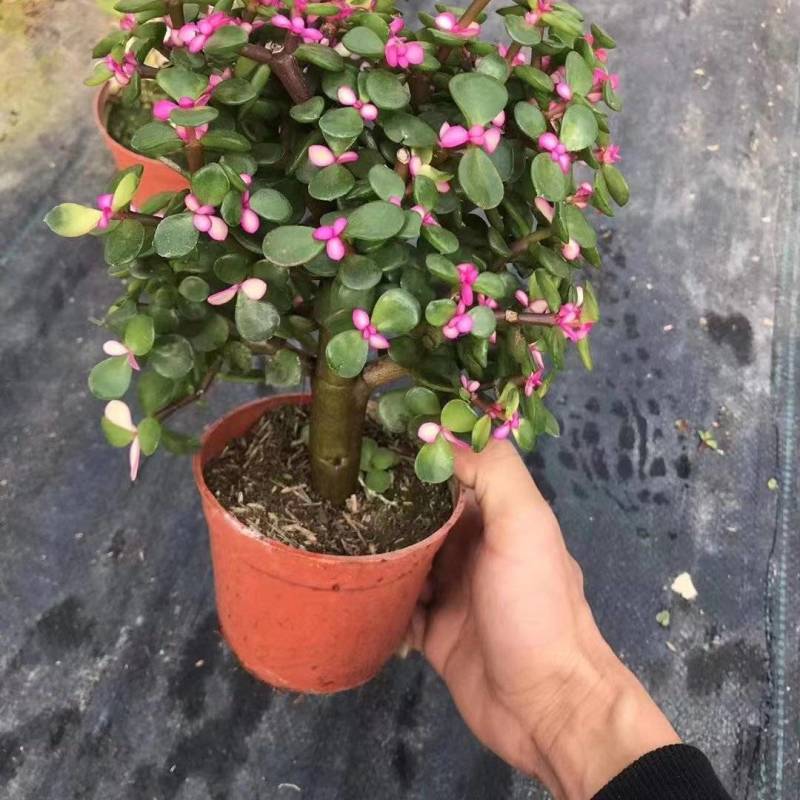 多肉植物-金枝玉叶金枝玉叶好养易活有量批发