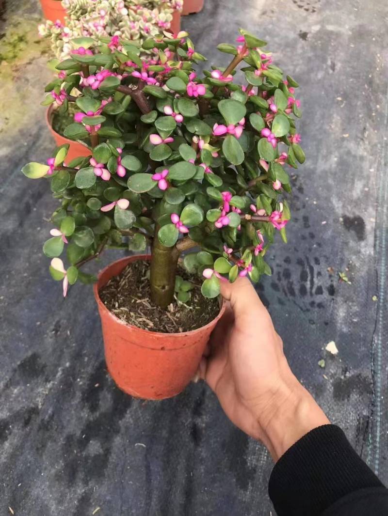 多肉植物-金枝玉叶金枝玉叶好养易活有量批发