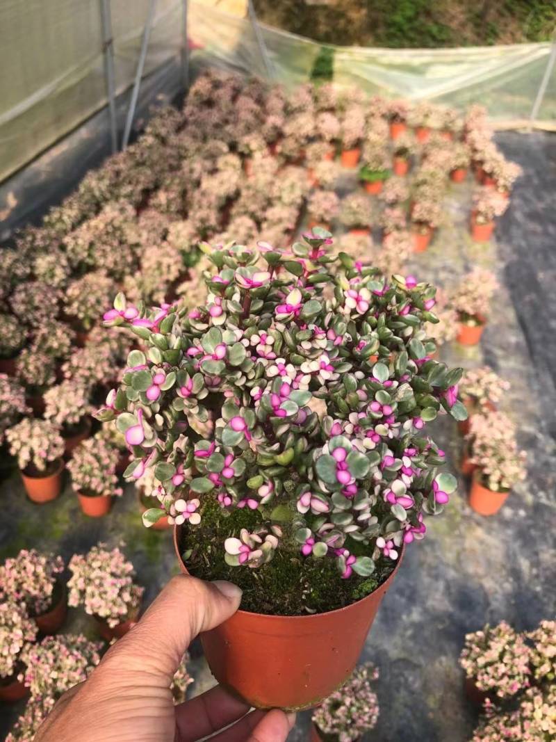 多肉植物-金枝玉叶金枝玉叶好养易活有量批发