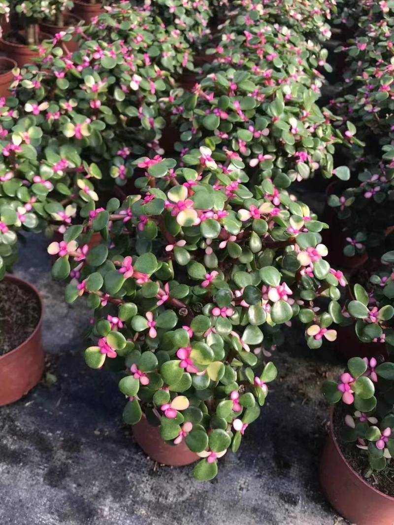 多肉植物-金枝玉叶金枝玉叶好养易活有量批发