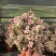多肉植物-金枝玉叶金枝玉叶好养易活有量批发