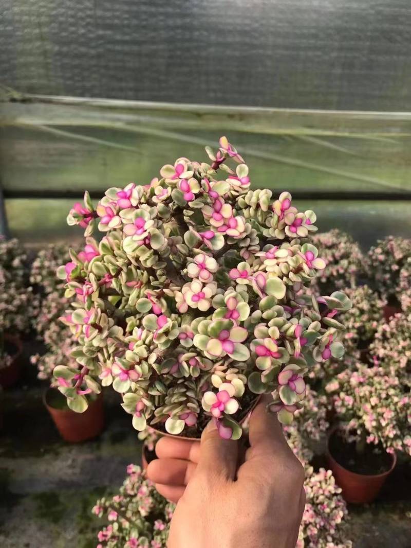 多肉植物-金枝玉叶金枝玉叶好养易活有量批发