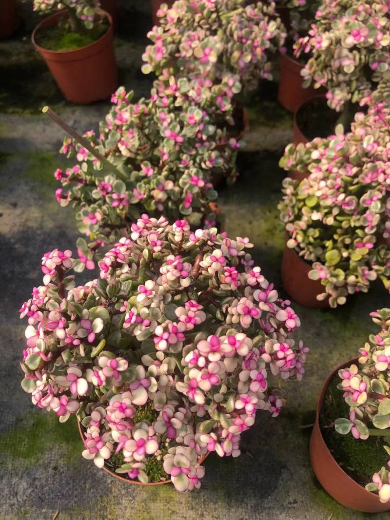多肉植物-金枝玉叶金枝玉叶好养易活有量批发