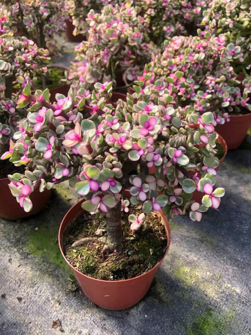 多肉植物-金枝玉叶金枝玉叶好养易活有量批发