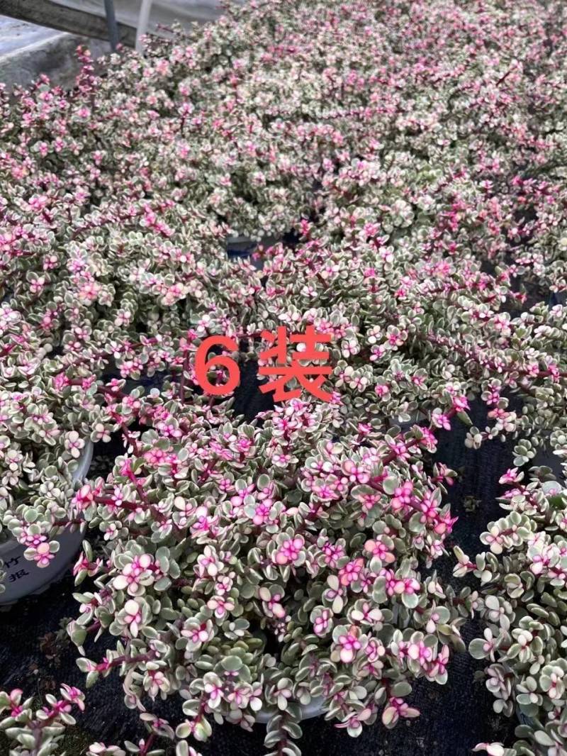 多肉植物-金枝玉叶金枝玉叶好养易活有量批发