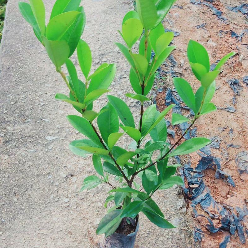 巴西樱桃木树苗适合庭院别墅院子庭院种植树苗水果苗