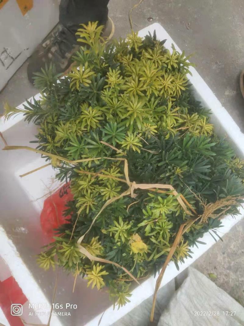 雀舌罗汉松，罗汉松，罗汉松小苗，场地直供裸根保湿发货。