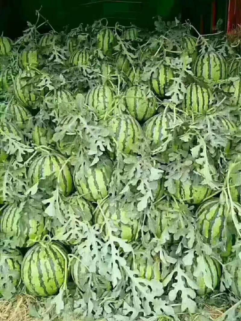 【8424西瓜】超甜口感好基地直发量大从优欢迎批发