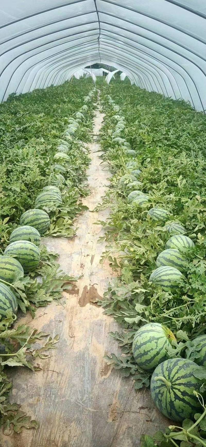 【8424西瓜】超甜口感好基地直发量大从优欢迎批发