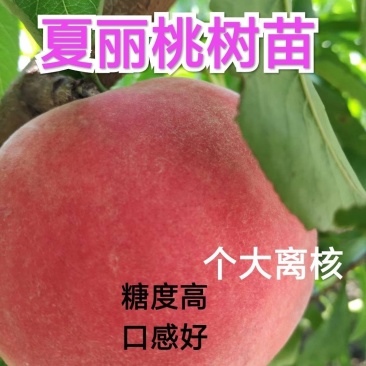夏丽桃树苗,中熟离核,个大全红,保证质量