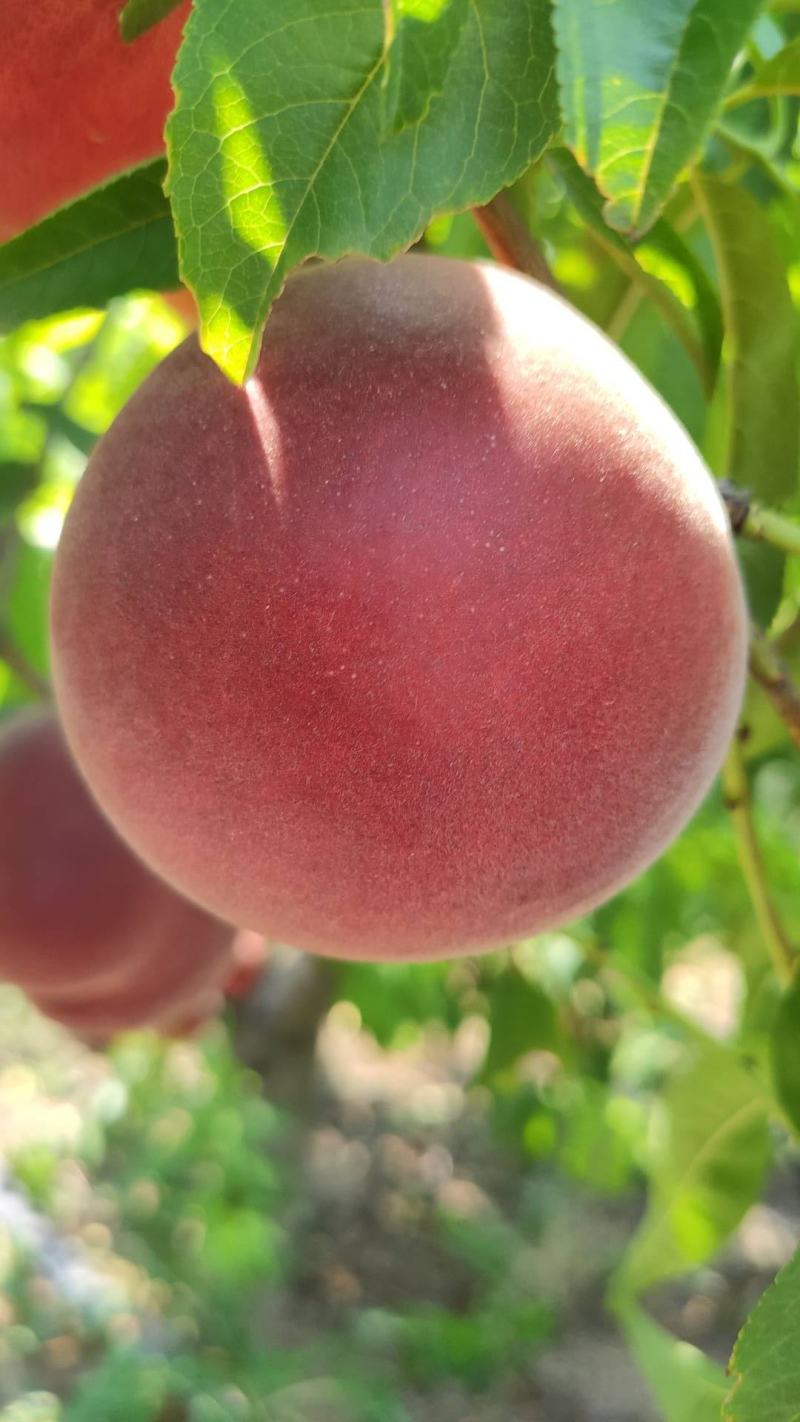 夏丽桃树苗，中熟离核，个大全红，保证质量