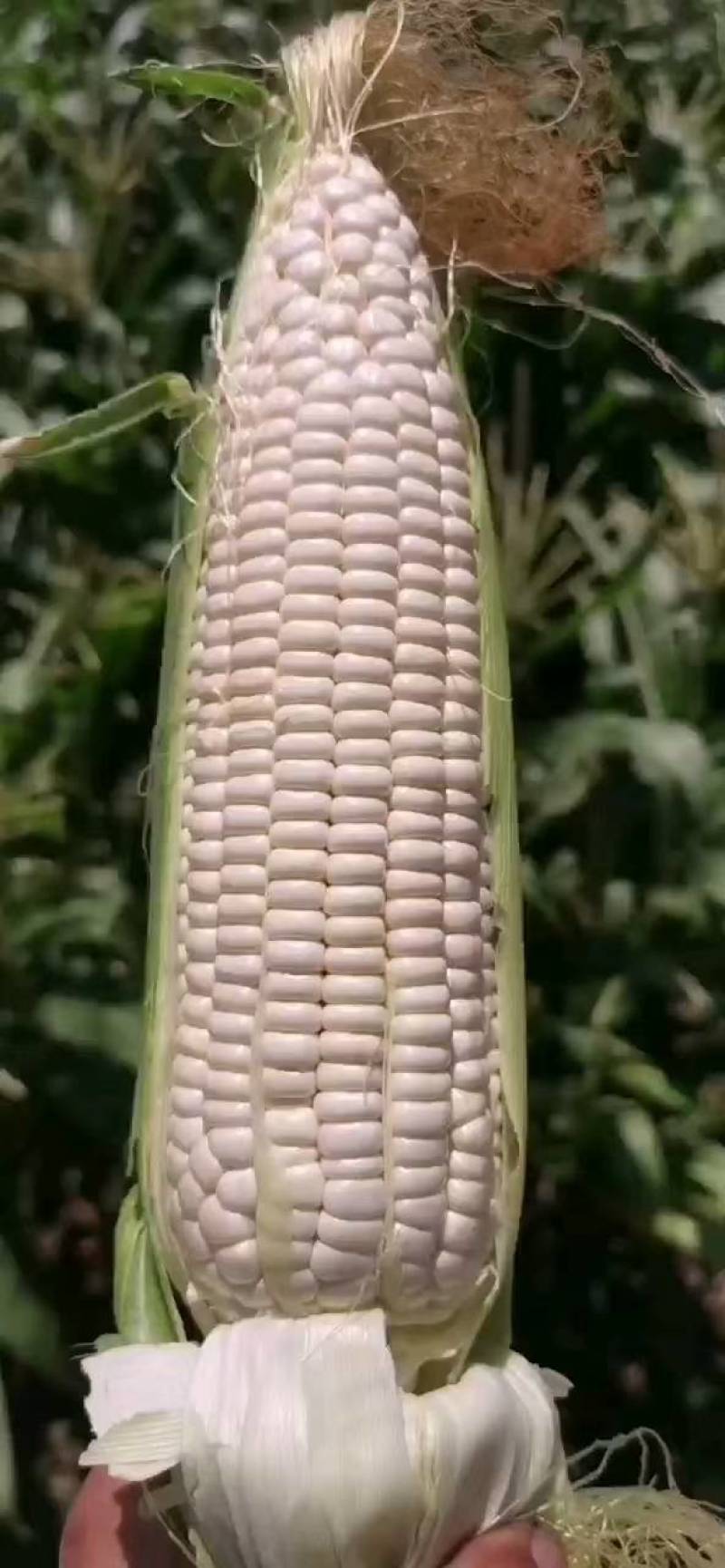 云南白糯。