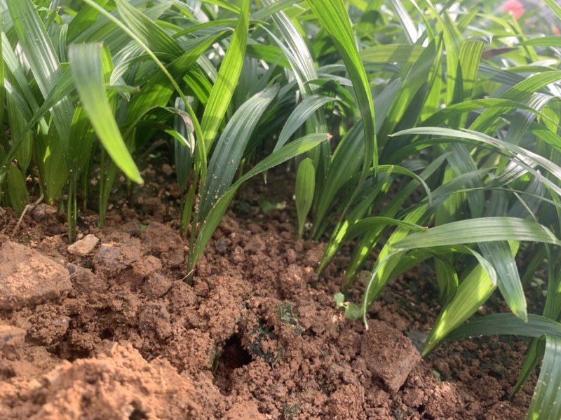 【精品细叶棕竹小苗】一手货源，基地发货，欢迎考察看货