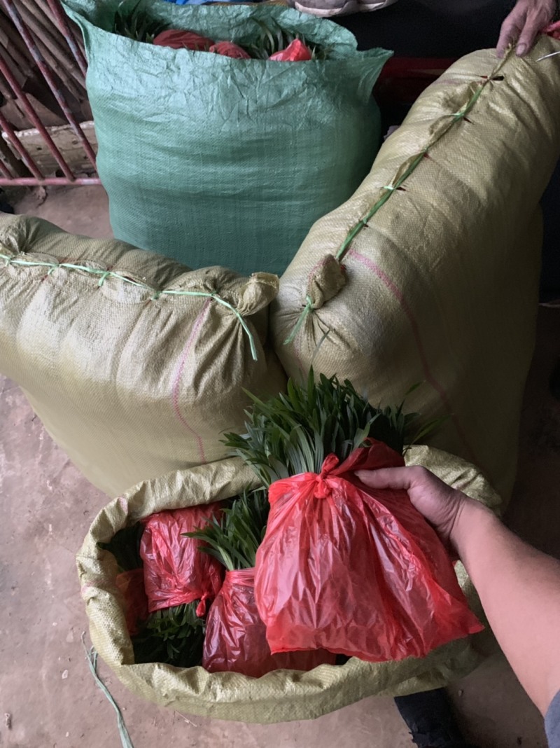 【精品细叶棕竹小苗】一手货源，基地发货，欢迎考察看货