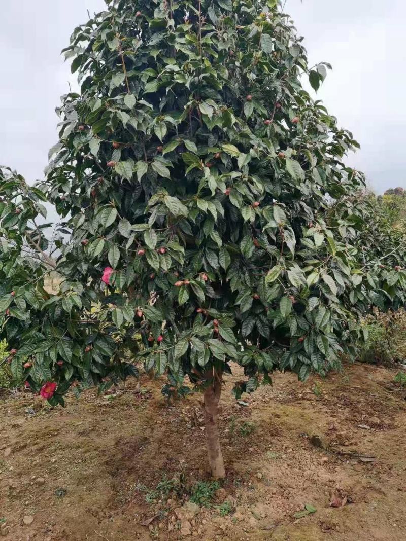 广西红花大果油茶树，大小规格品质保证，规格齐全，欢迎选购