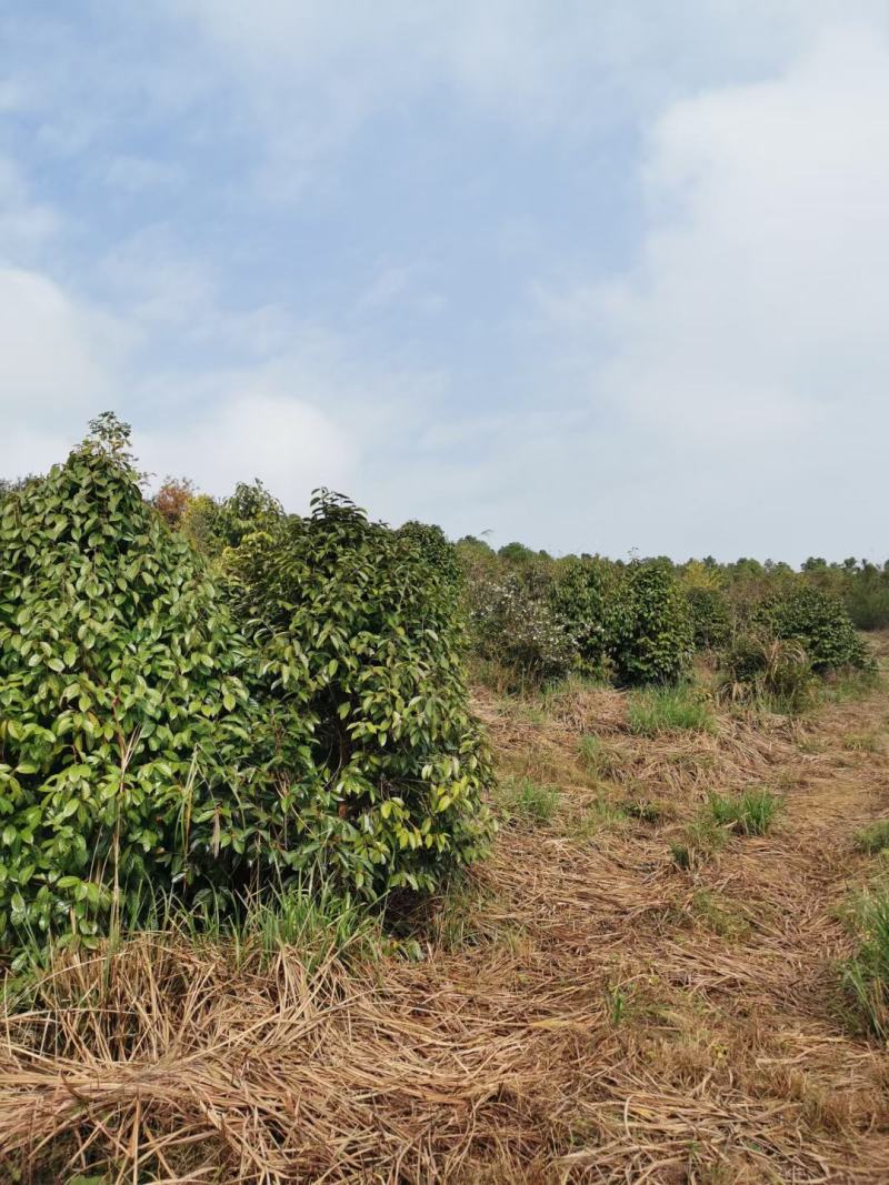广西红花大果油茶树，大小规格品质保证，规格齐全，欢迎选购