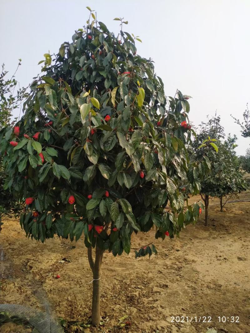 广西红花大果油茶树，大小规格品质保证，规格齐全，欢迎选购