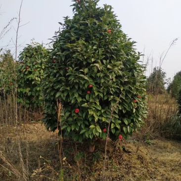 广西红花大果油茶树，大小规格品质保证，规格齐全，欢迎选购