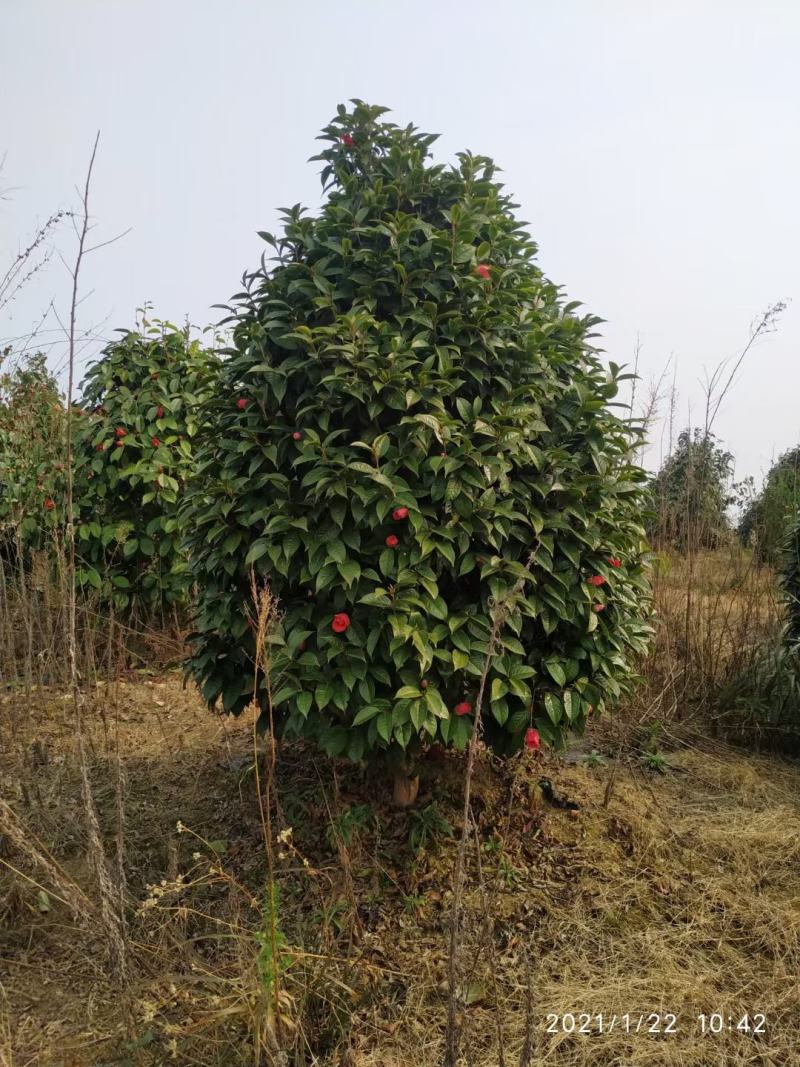 广西红花大果油茶树，大小规格品质保证，规格齐全，欢迎选购