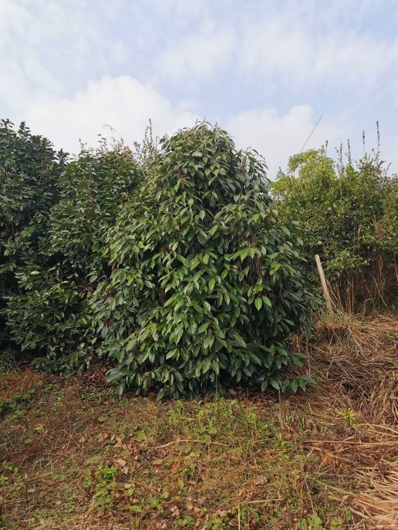 广西红花大果油茶树，大小规格品质保证，规格齐全，欢迎选购