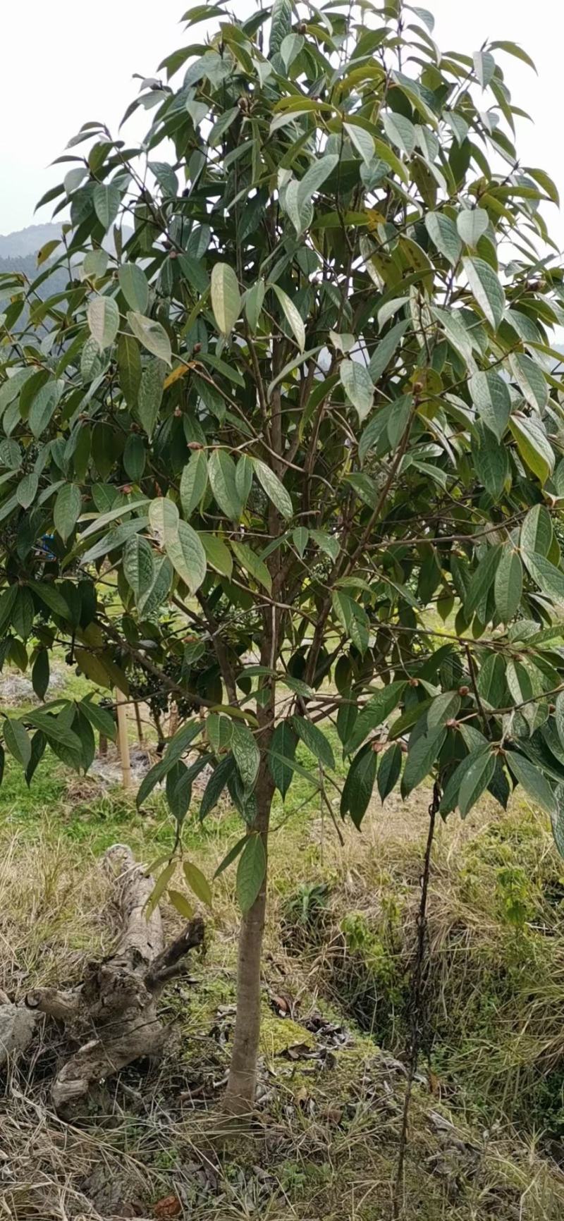 广西红花大果油茶树，大小规格品质保证，规格齐全，欢迎选购