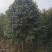 广西红花大果油茶树，大小规格品质保证，规格齐全，欢迎选购