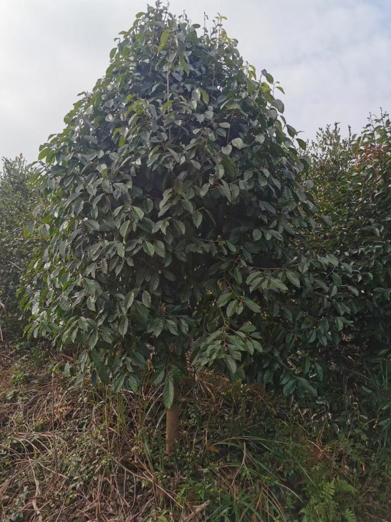 广西红花大果油茶树，大小规格品质保证，规格齐全，欢迎选购
