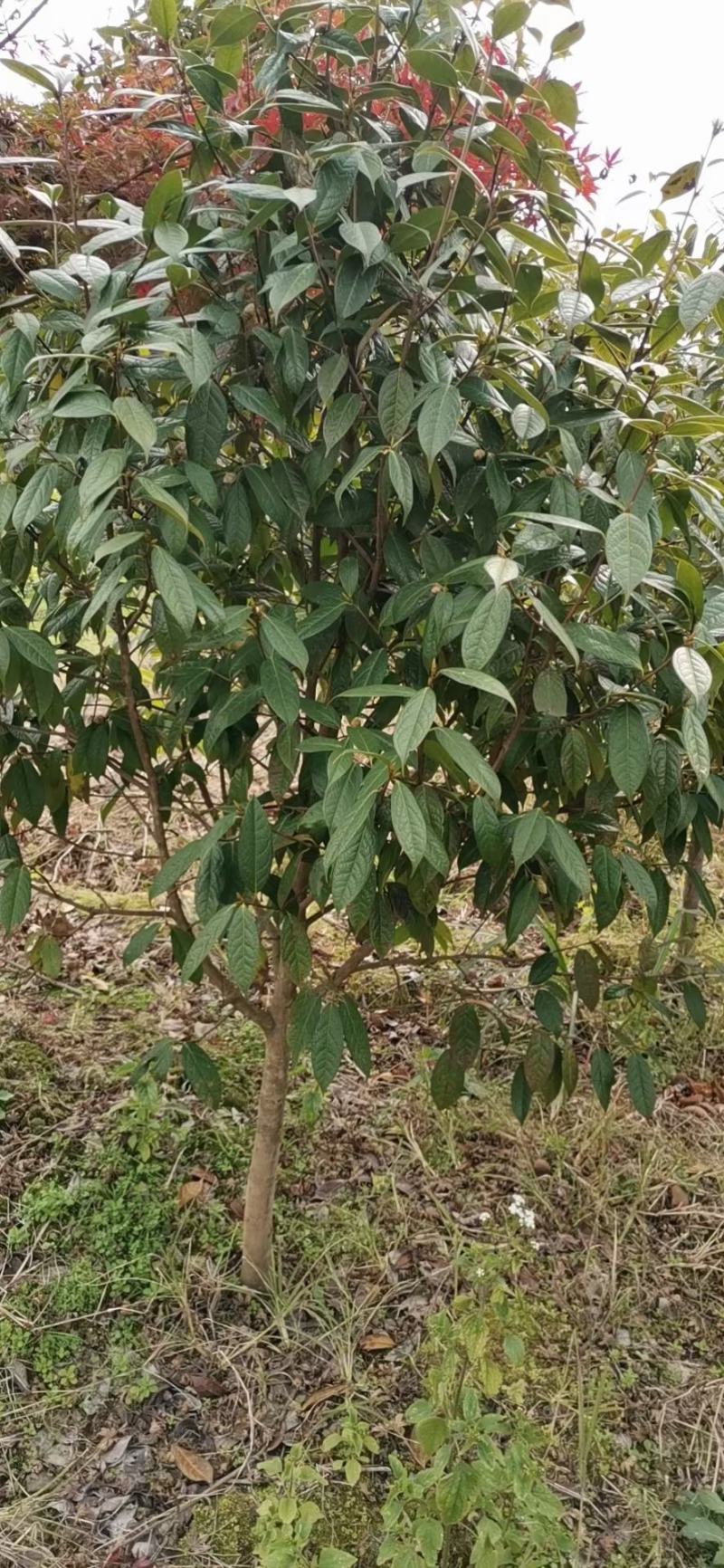 广西红花大果油茶树，大小规格品质保证，规格齐全，欢迎选购