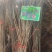 果苗基地批发，黄桃，车厘子，樱桃，板栗，桔子树等果树