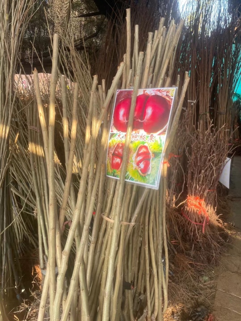 果苗基地批发，黄桃，车厘子，樱桃，板栗，桔子树等果树