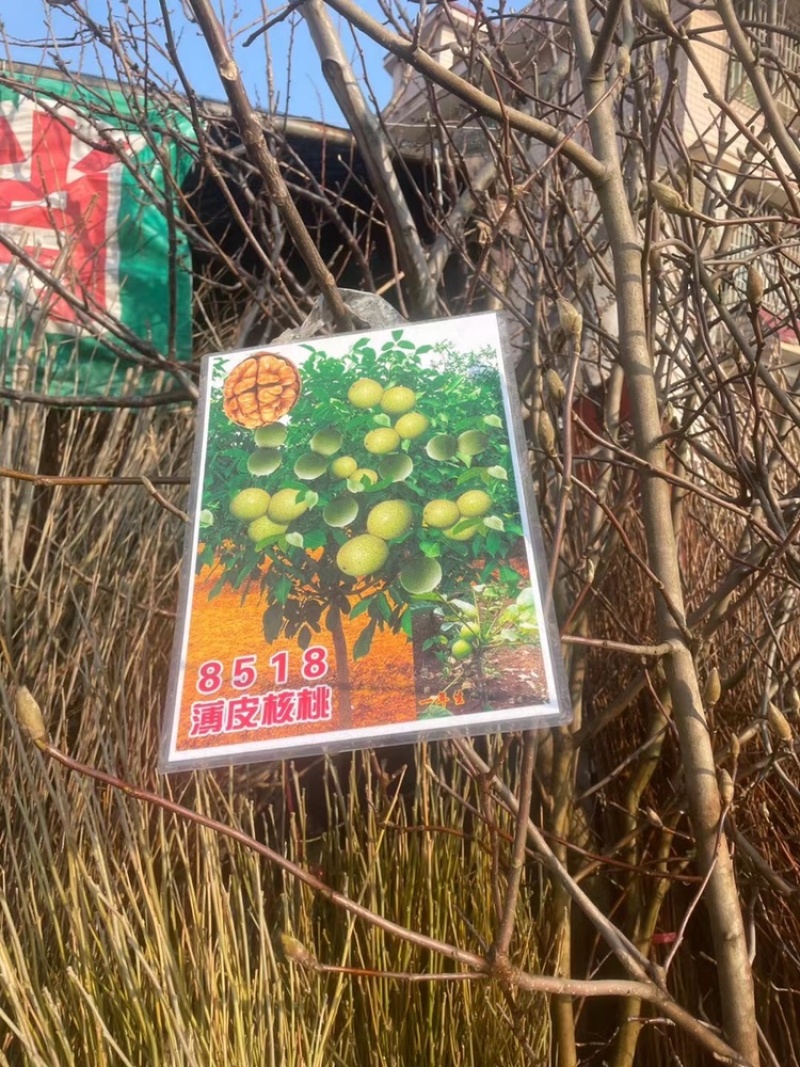 果苗基地批发，黄桃，车厘子，樱桃，板栗，桔子树等果树