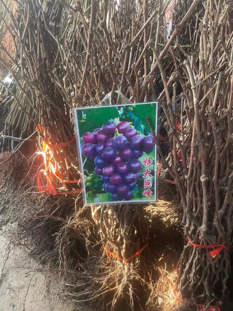 果苗基地批发，黄桃，车厘子，樱桃，板栗，桔子树等果树