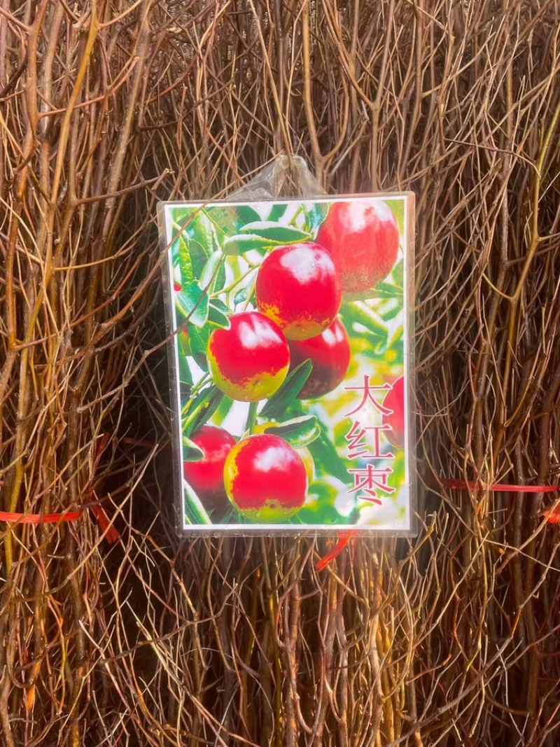 果苗基地批发，黄桃，车厘子，樱桃，板栗，桔子树等果树