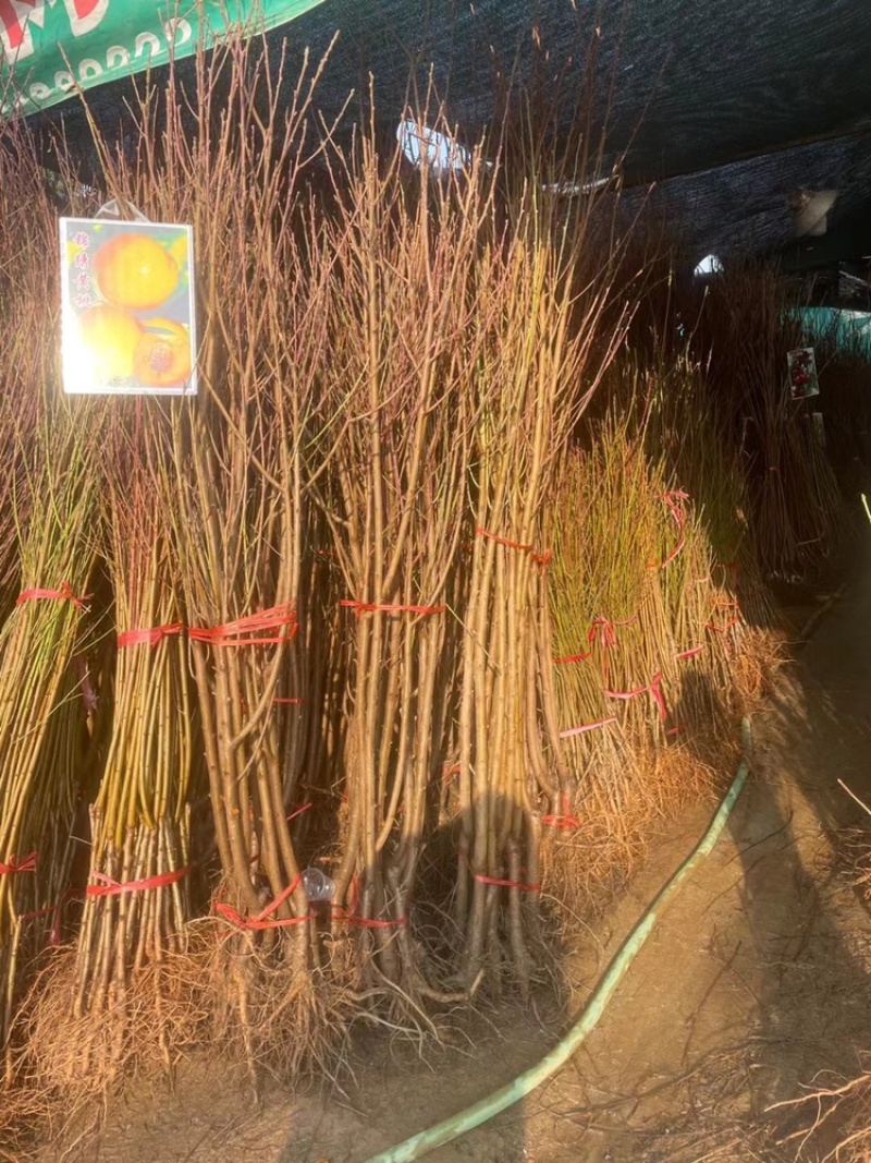 果苗基地批发，黄桃，车厘子，樱桃，板栗，桔子树等果树