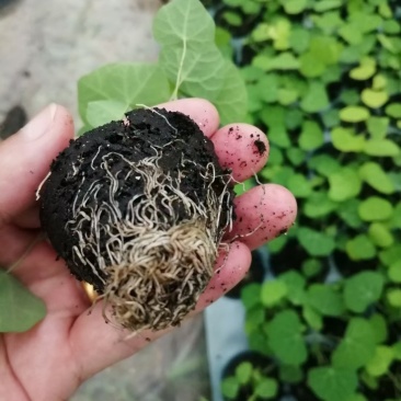 江西道地中药材粉防己苗，，名贵中药材种苗。