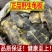 中药材炙龟板醋制龟板精选炙龟板正宗整个带皮醋炙龟板