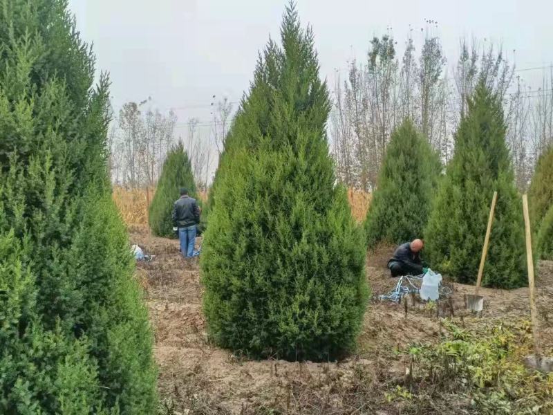 桧柏基地直供侩柏塔桧欢迎来电询价