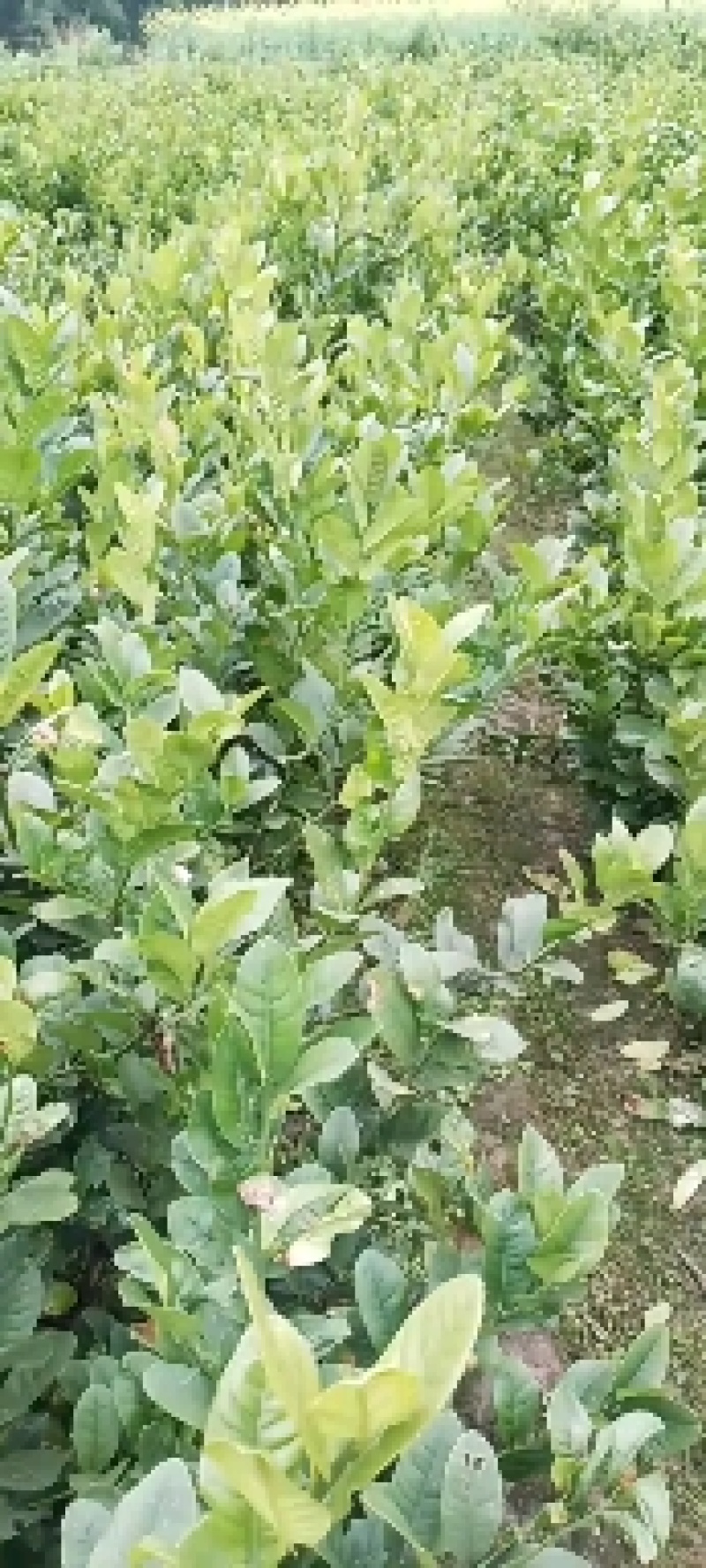 佛手苗