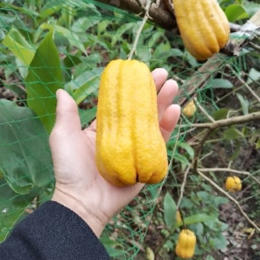 佛手苗