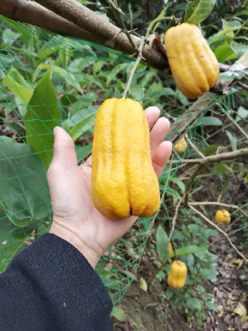 佛手苗