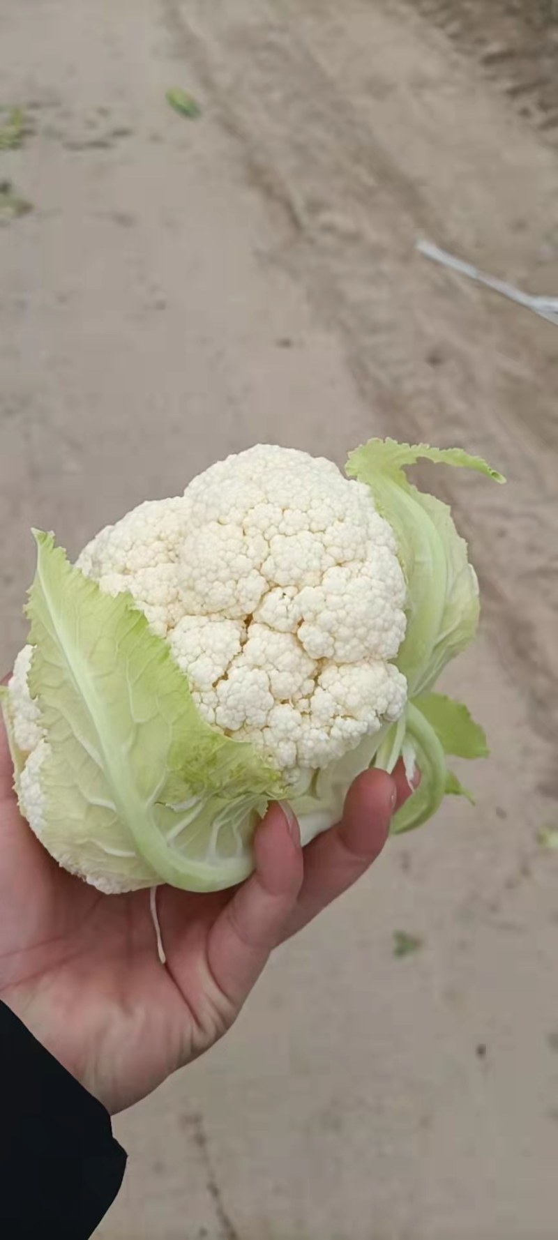 精品小米粒有机花菜开园上市了，有需要的老板速度了