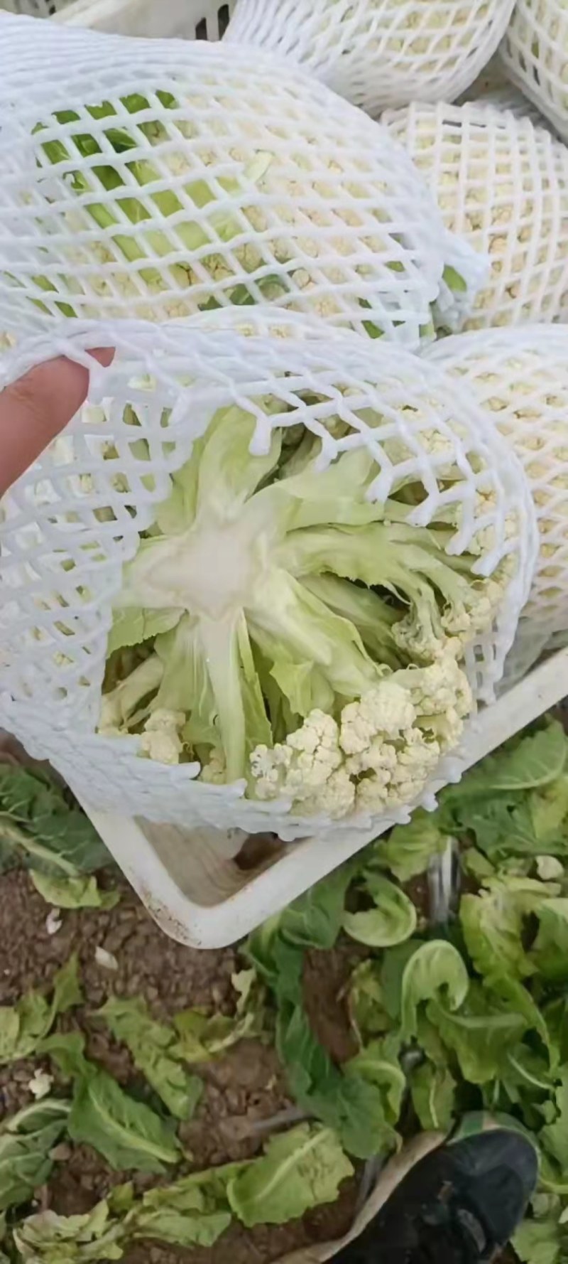 精品小米粒有机花菜开园上市了，有需要的老板速度了