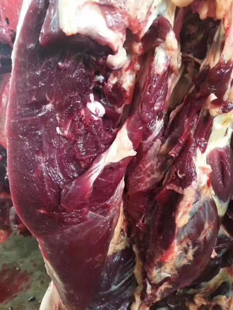 山东正宗鲜驴肉大量有货，肉质鲜美，量大从优，欢迎采购
