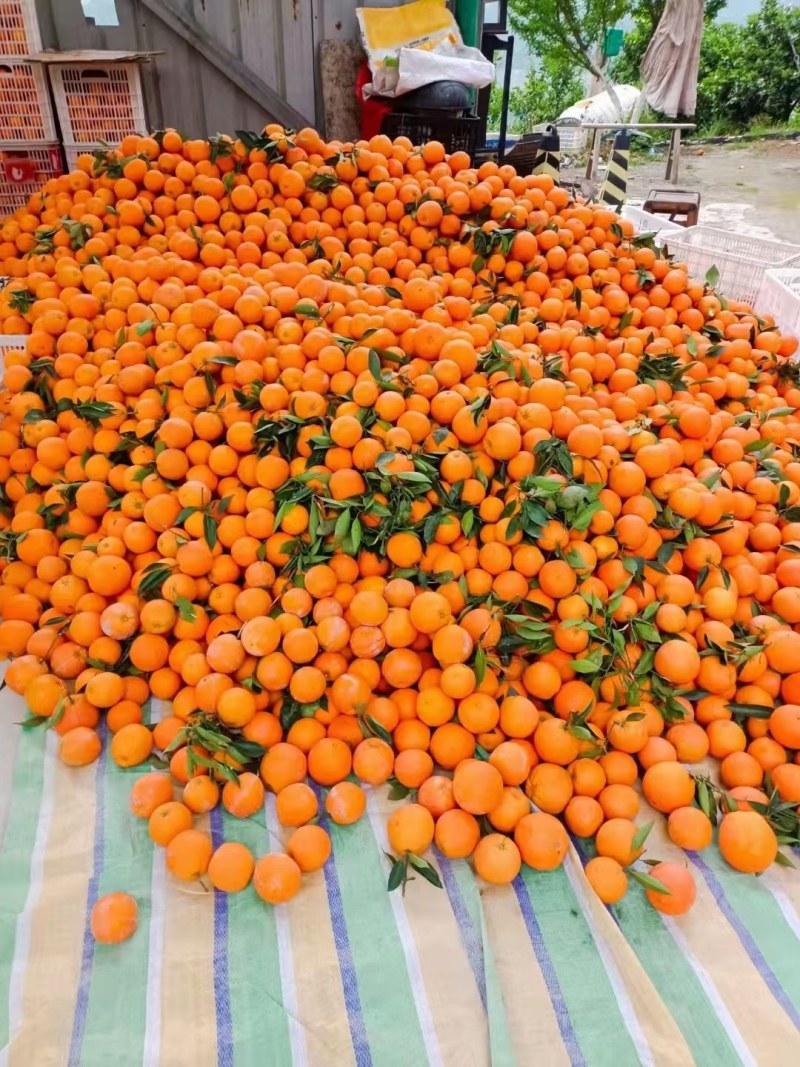 湖北宜昌脐橙，长虹纽荷尔，味甜多汁，对接商超市场电商