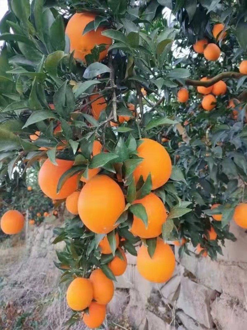 湖北宜昌脐橙，长虹纽荷尔，味甜多汁，对接商超市场电商