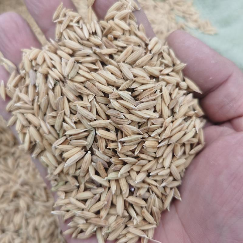 五常稻花香水稻农户自产除杂除芒鲜米机专用