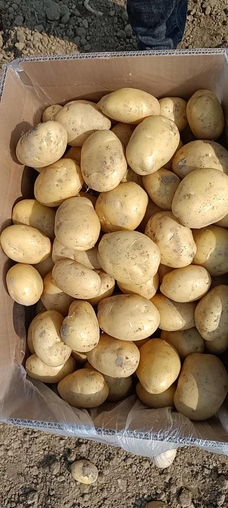 云南土豆白皮丽薯土豆货源充足品质保证全国发货诚信经营
