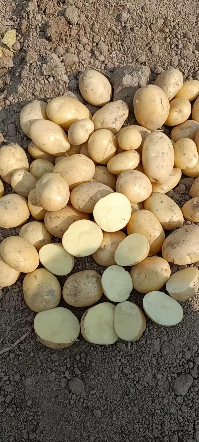 云南土豆白皮丽薯土豆货源充足品质保证全国发货诚信经营