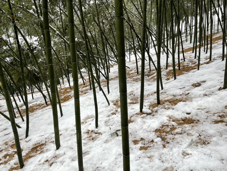 冬笋产地的竹林雪景